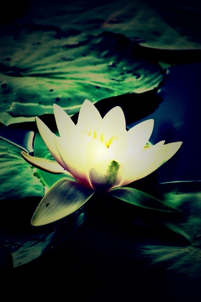 Кувшинка обои