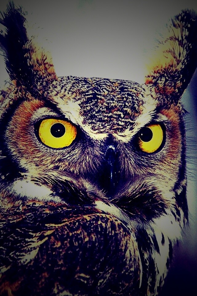 Орлиная сова обои