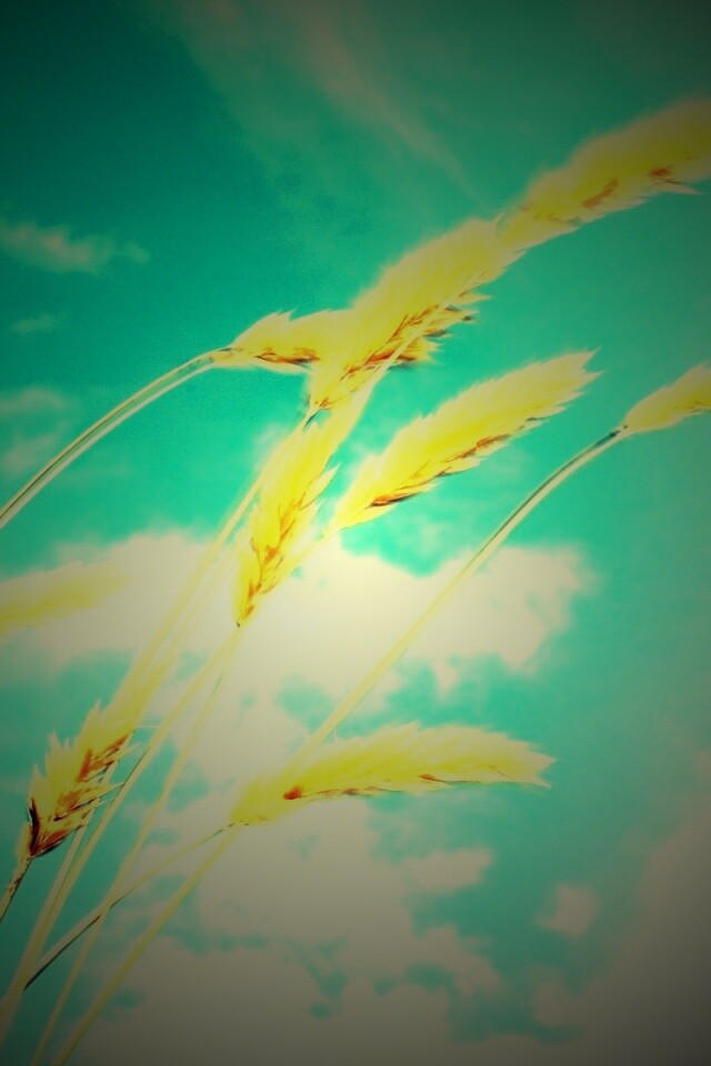 Колосья обои