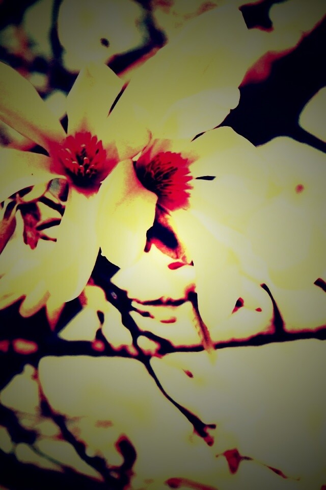 Цветы вишневого дерева обои