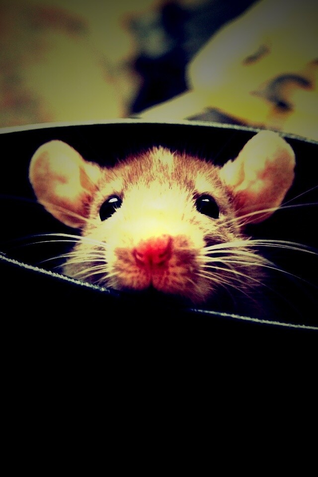 Мышонок выглядывает из ботинка обои