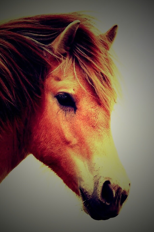 Гривастый конь обои