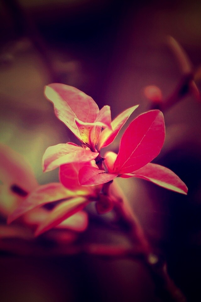 Красные листья на ветке обои