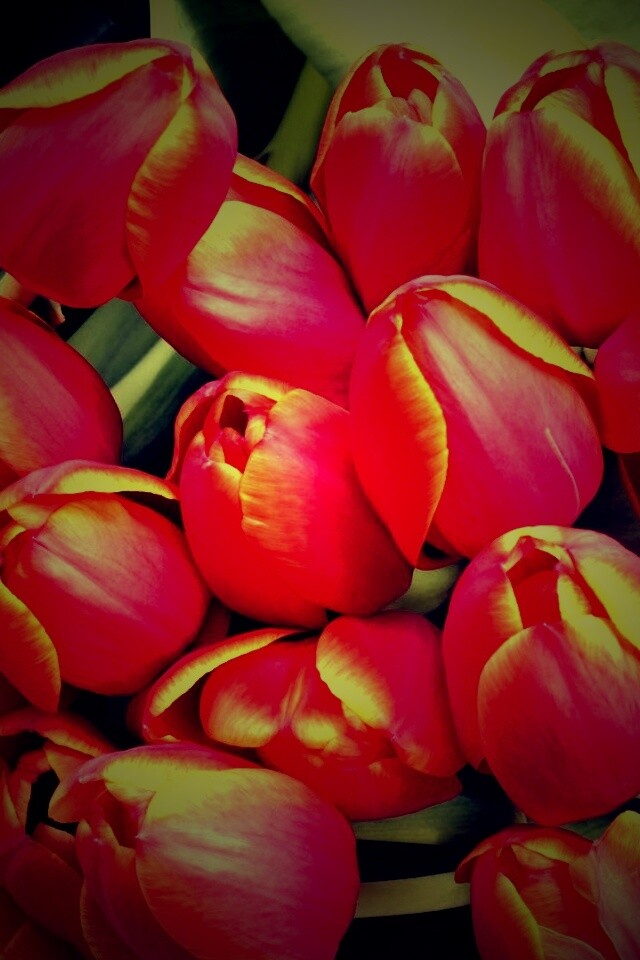 Букет красных тюльпанов обои