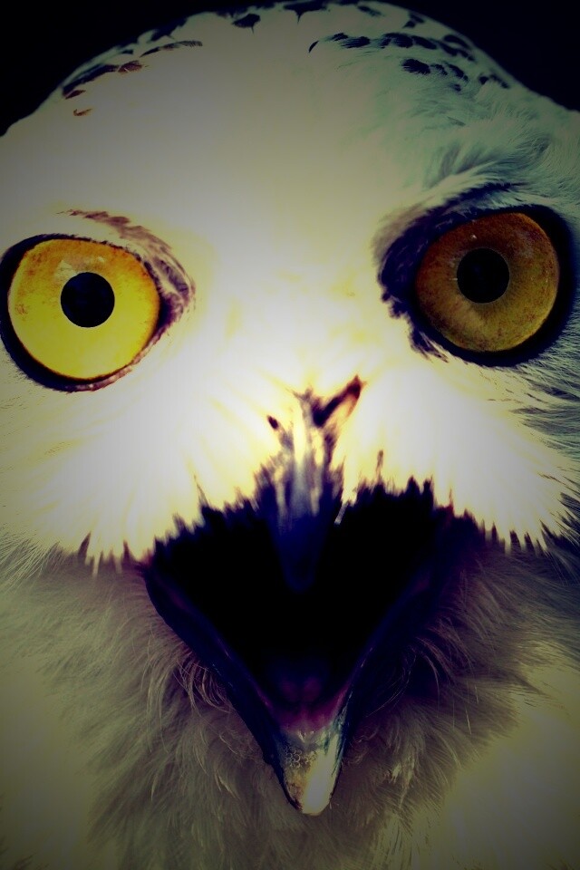 Сова в шоке! обои