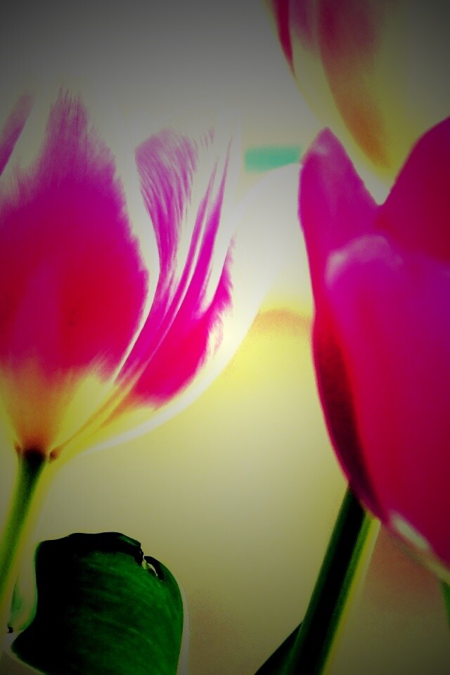Тюльпаны обои