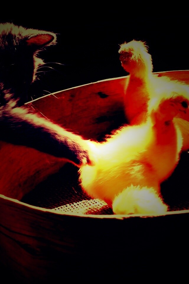 Котенок играет с утятами обои