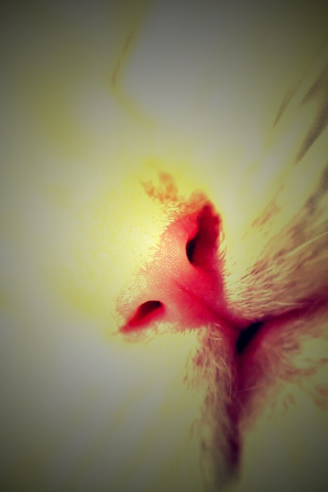 Кошачья мордочка обои