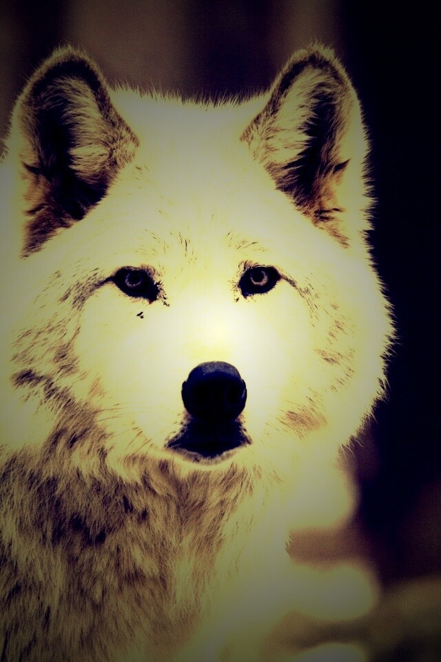 Белые волки обои