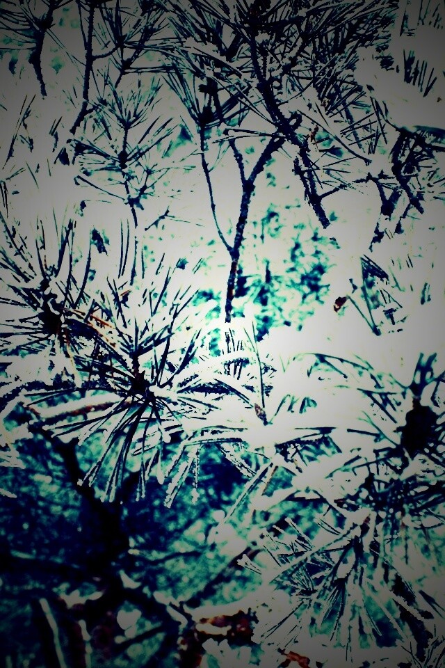 Фото сосны обои