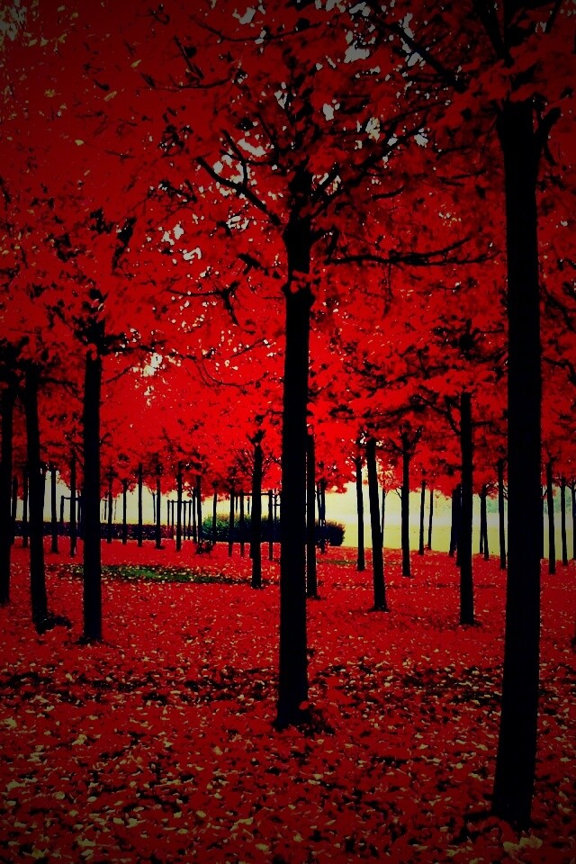 Скачать бесплатно осень обои