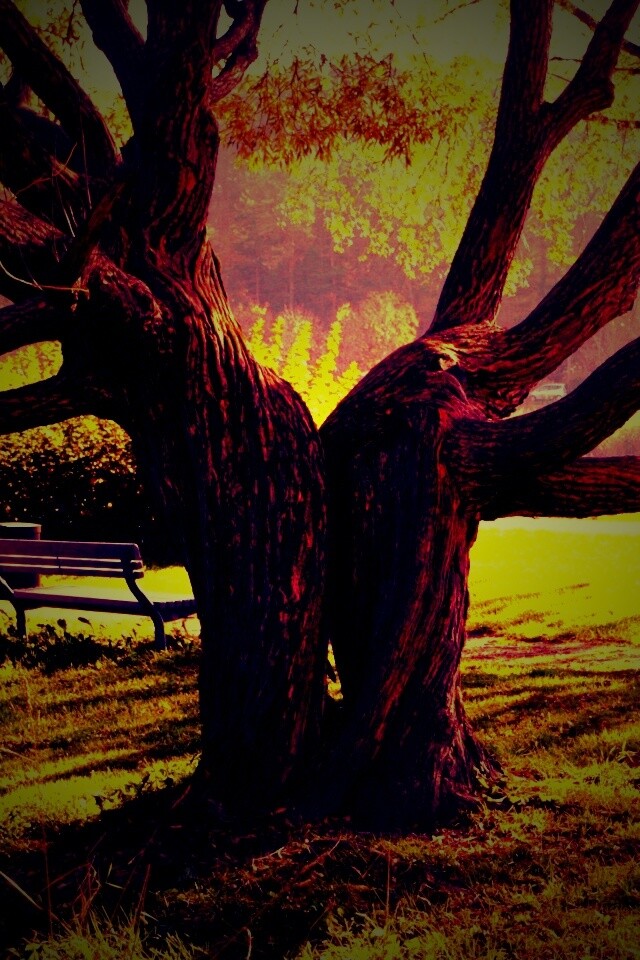 Старые сросшиеся деревья обои