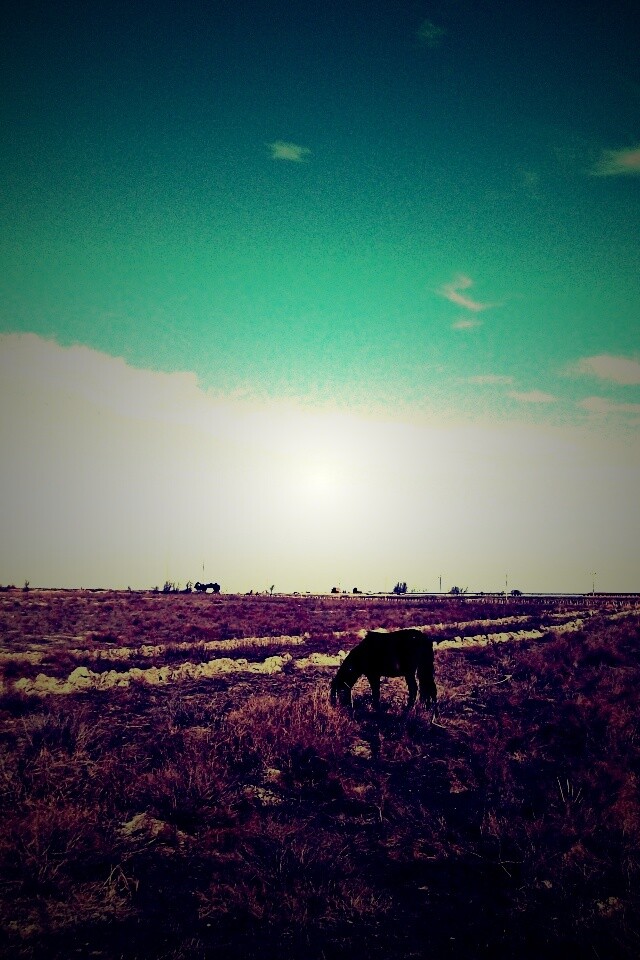 Лошадь пасётся обои