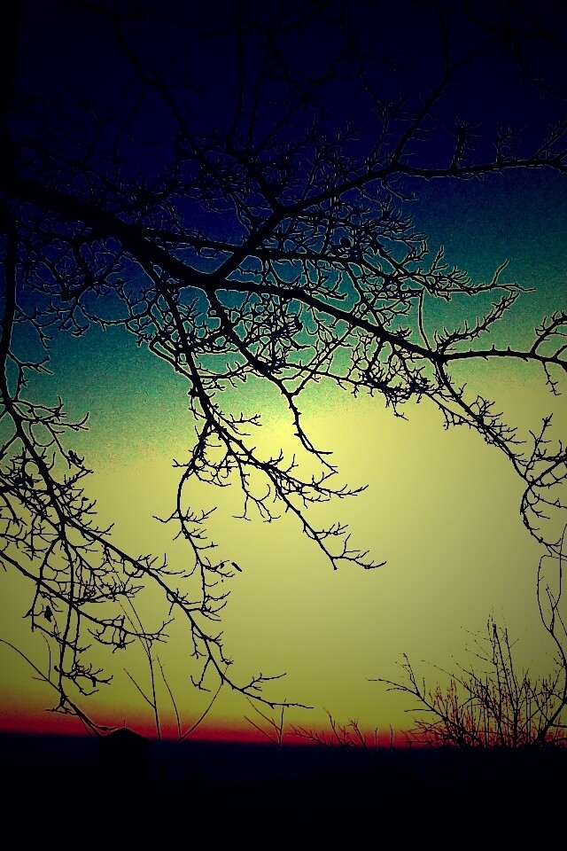 Закат сквозь ветки деревьев обои