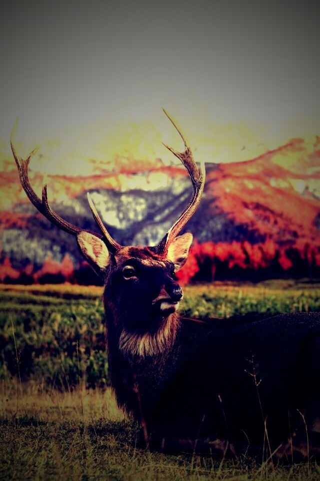 Олень отдыхает в предгорьях обои