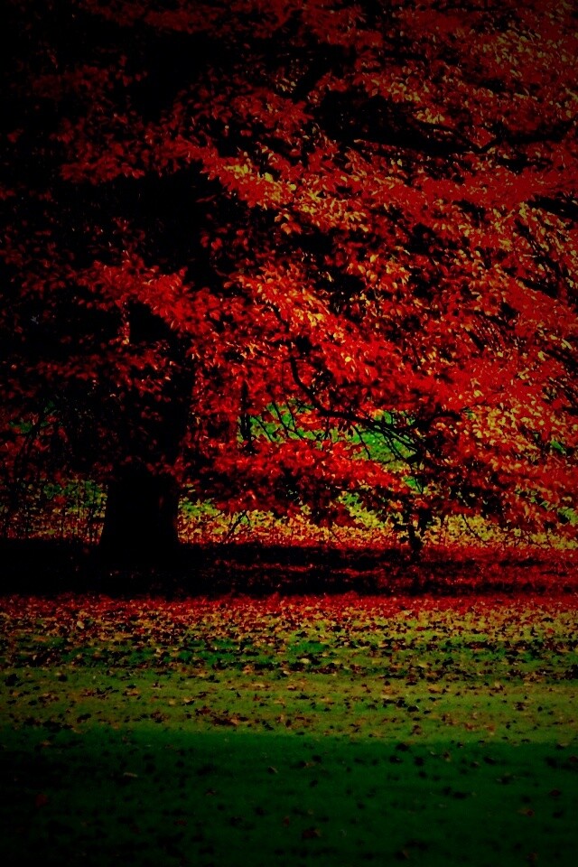 Пожелтевшее дерево с облетающей листвой обои