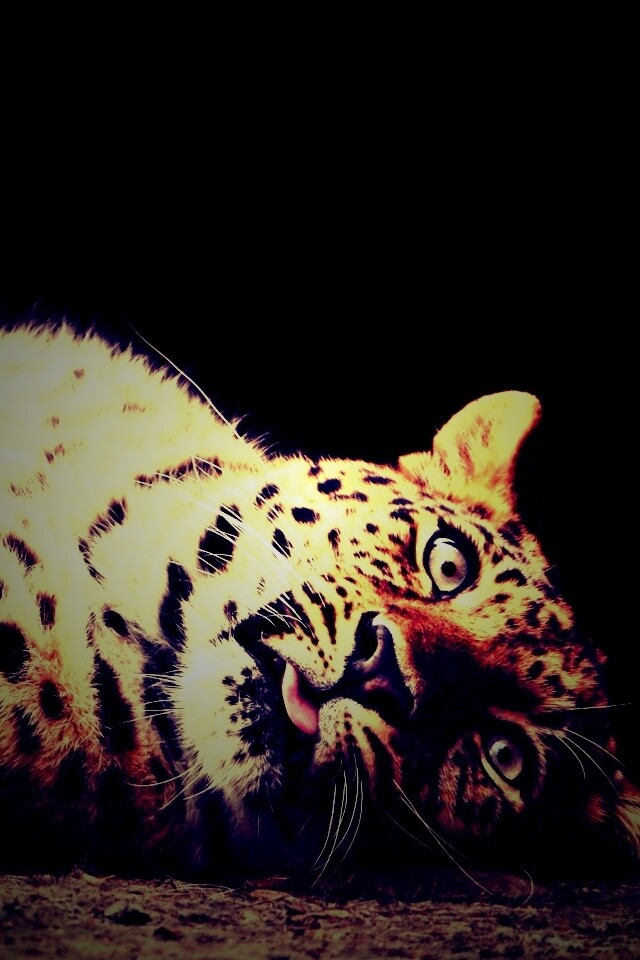 Большая пятнистая кошечка обои