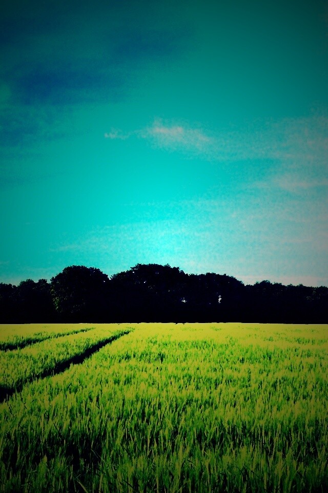 Следы колеи в поле обои