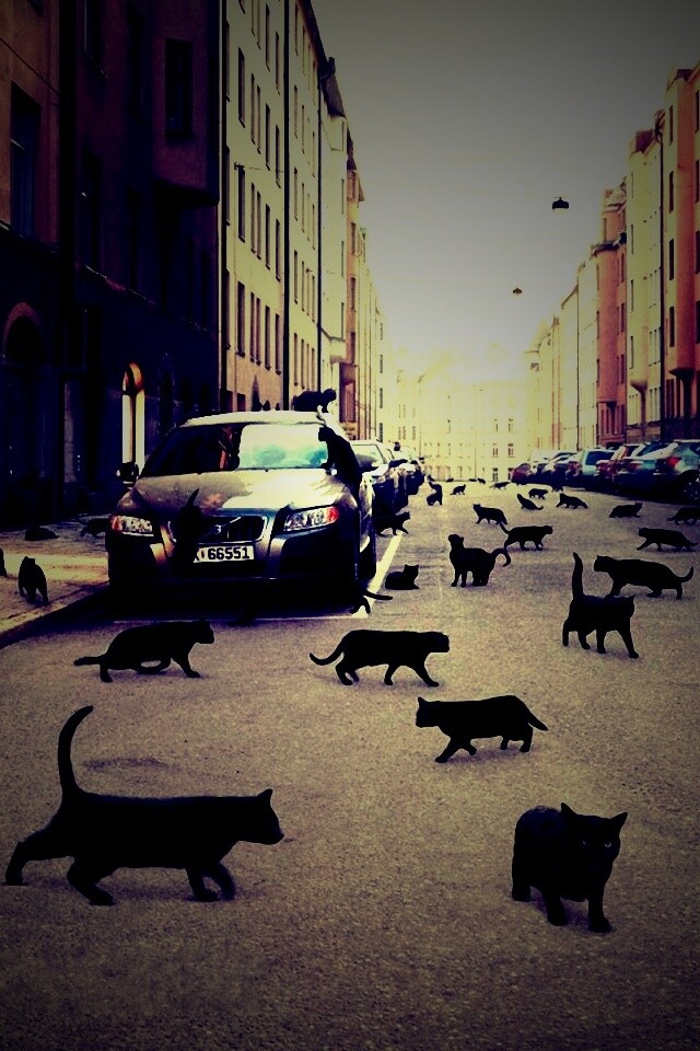 Город кошек обои