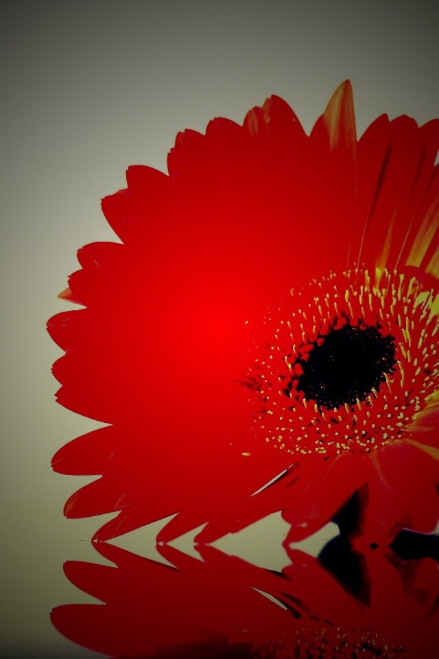 Гербер на стекле обои