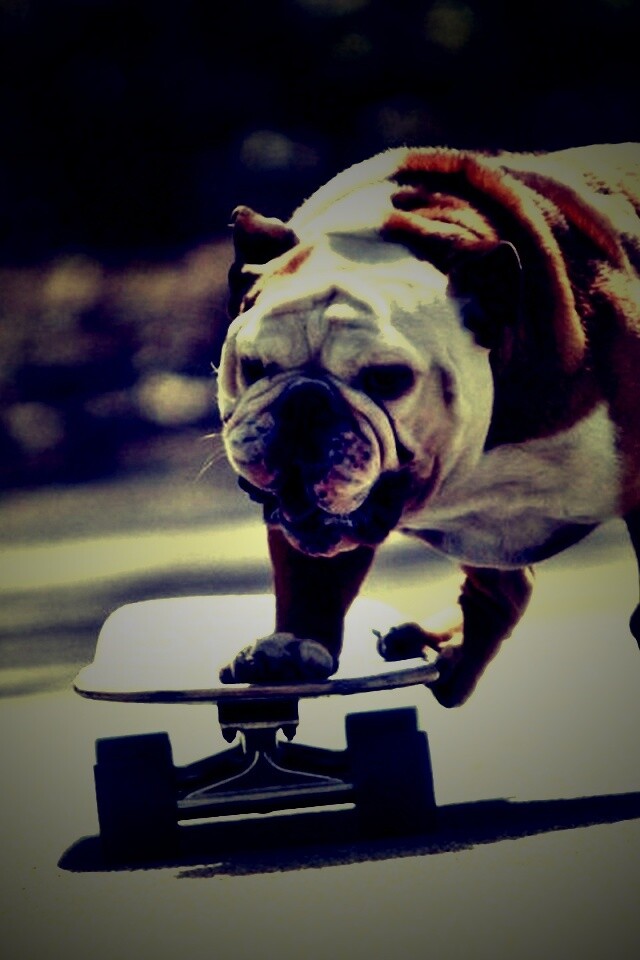 Собака на скейтборде обои