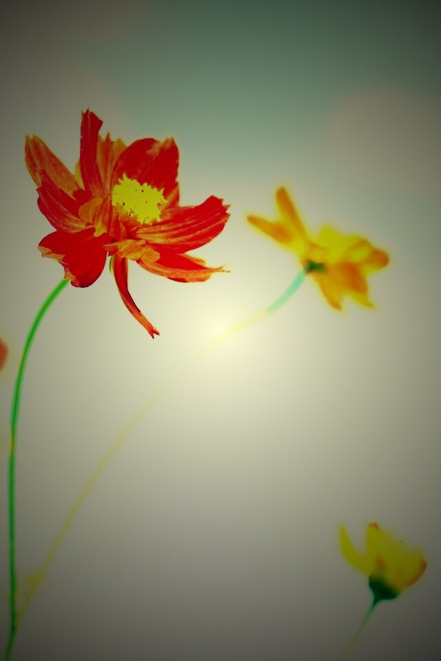 Летние цветы на фоне неба обои