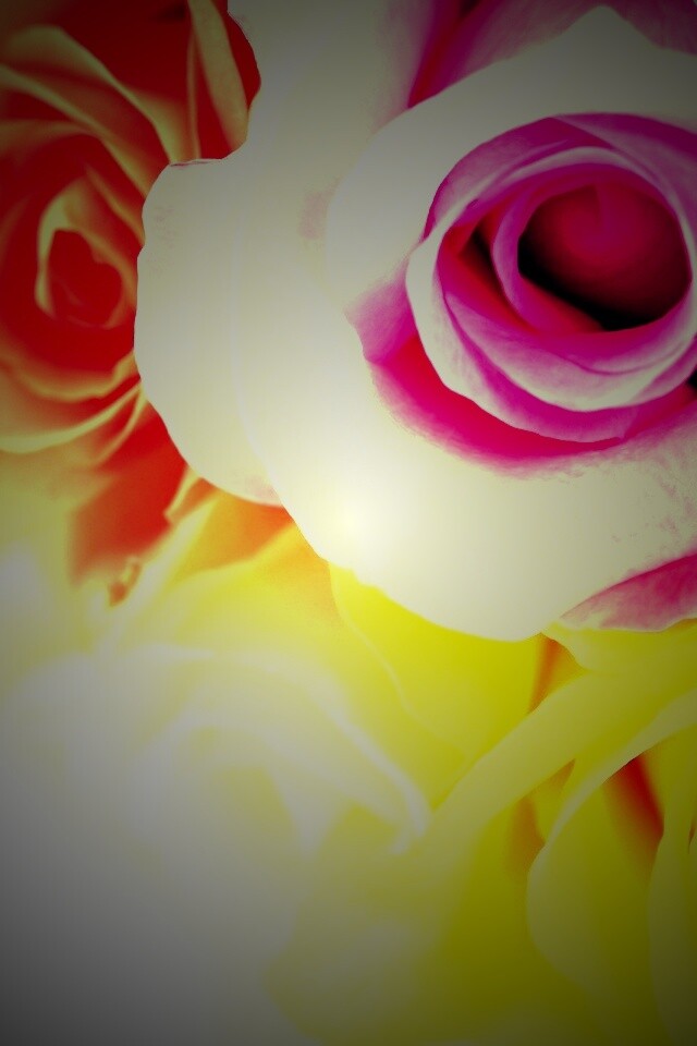 Букет разноцветных роз обои