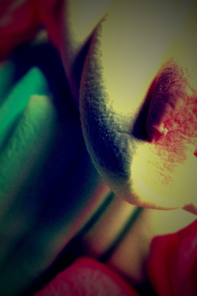 Кручёный зефир обои