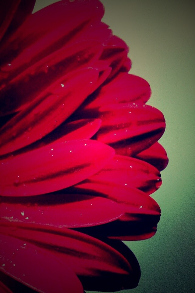 Красная гербера обои