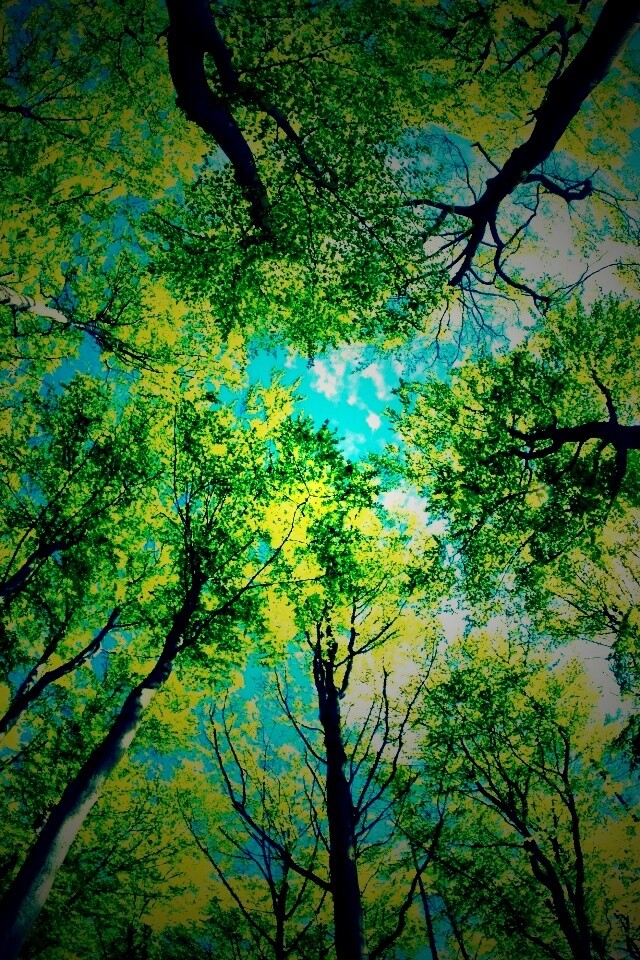 Кроны деревьев обои