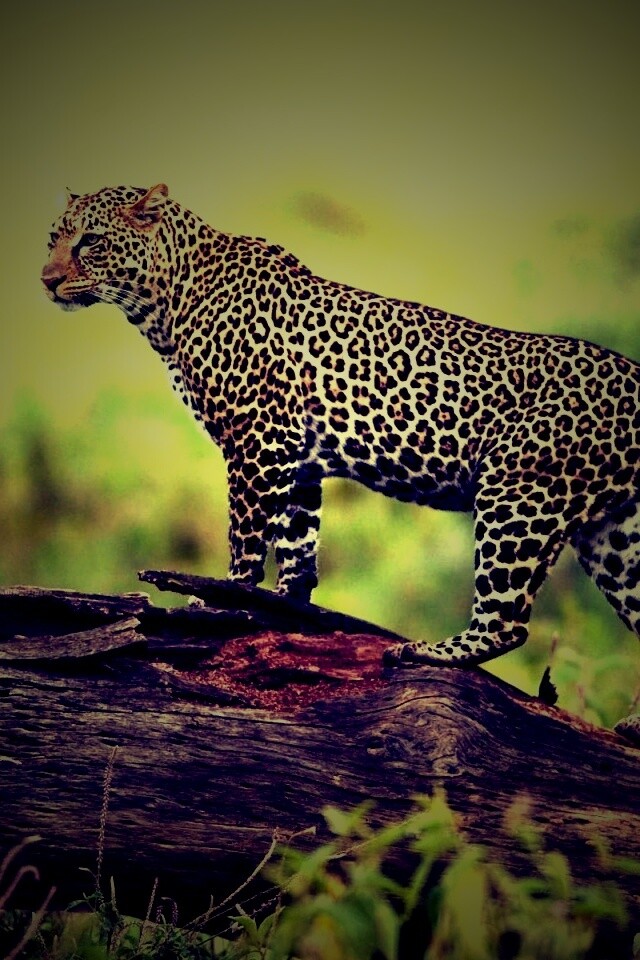 Леопард на природе обои