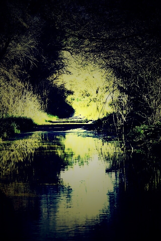 Лесная заросшая река обои