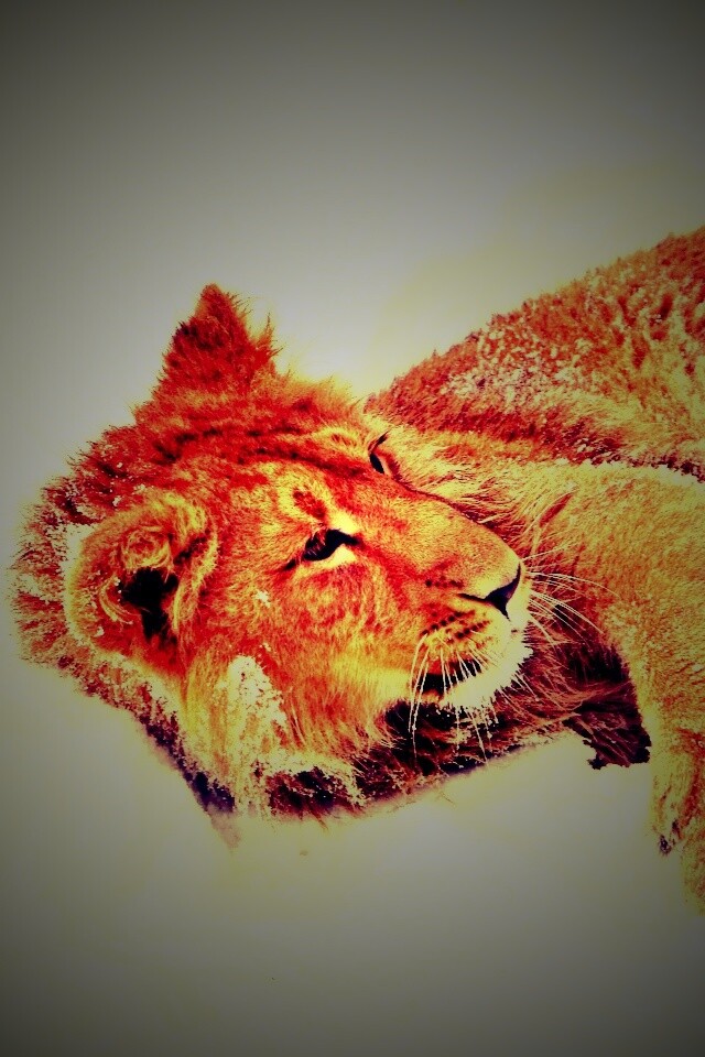 Львёнок в снегу обои