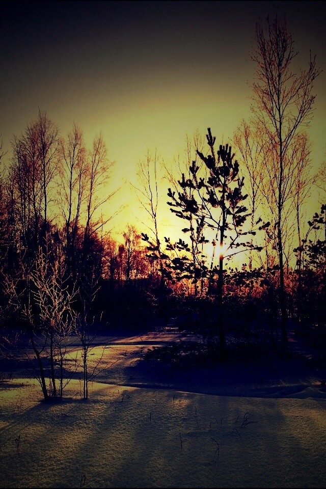 Зимний лес обои