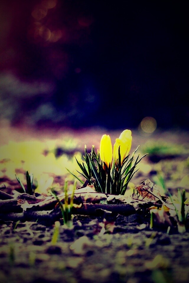 Весенняя трава и цветы обои