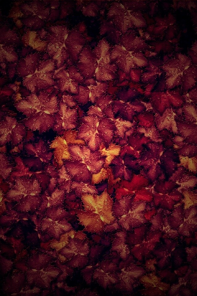 Осенние листья обои