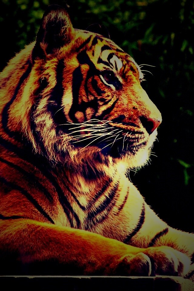 Тигр обои