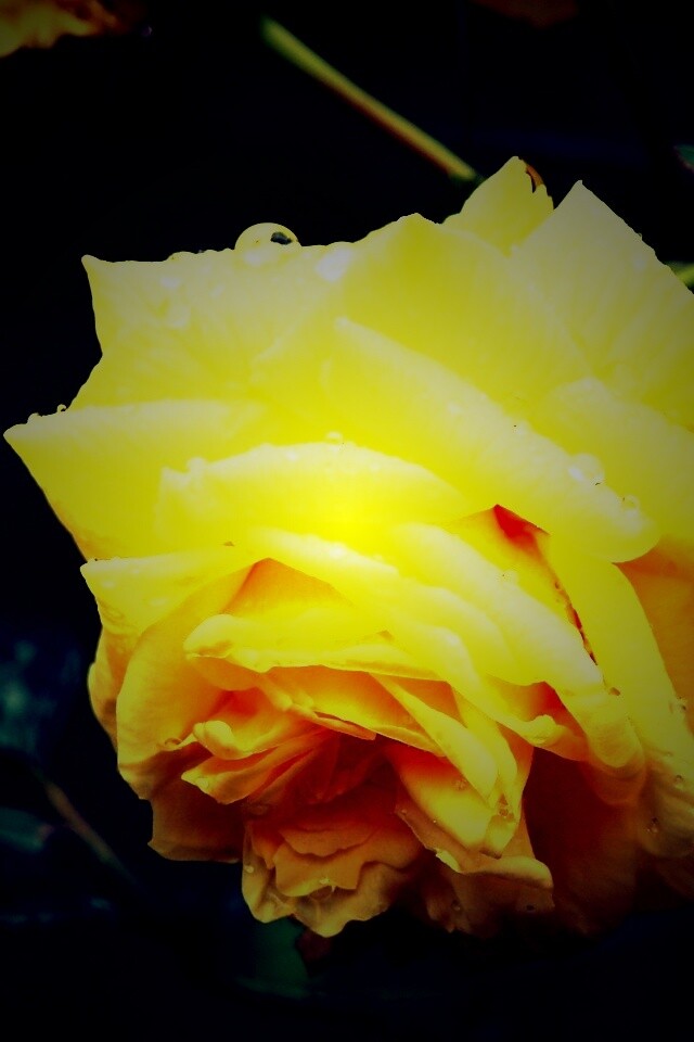 Желтая роза обои