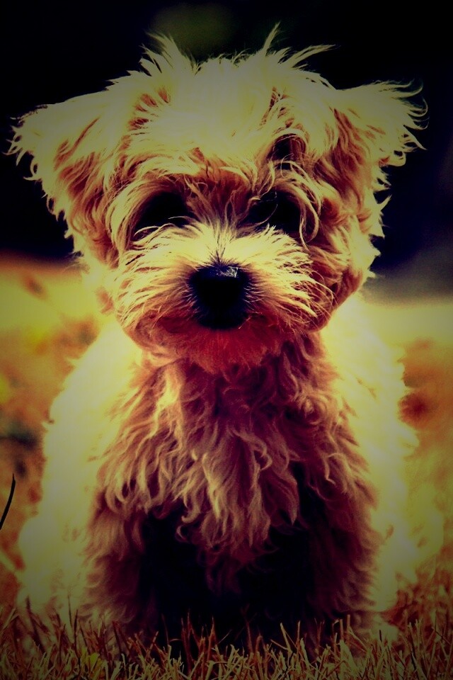 Щенок болонки обои