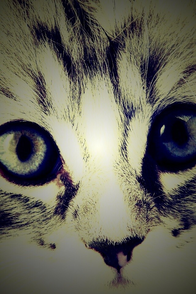 Пушистый котенок обои