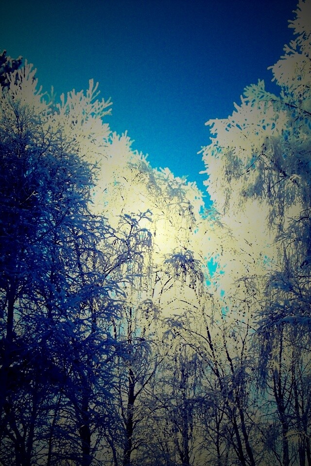 Замерзший лес обои