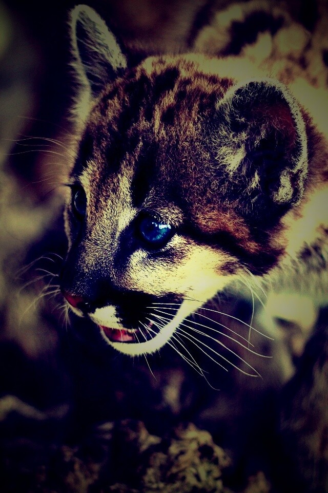 Котенок барса обои