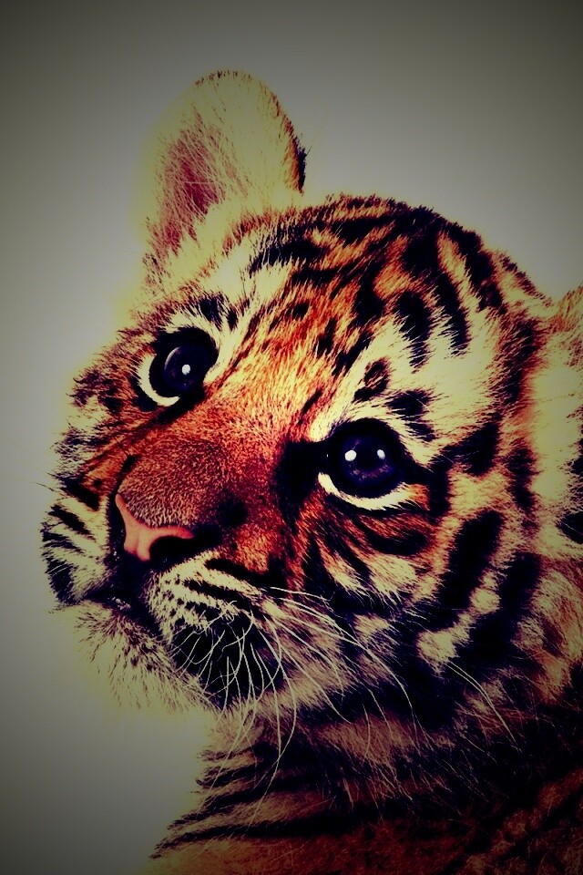 Тигрёнок с грустным взглядом обои