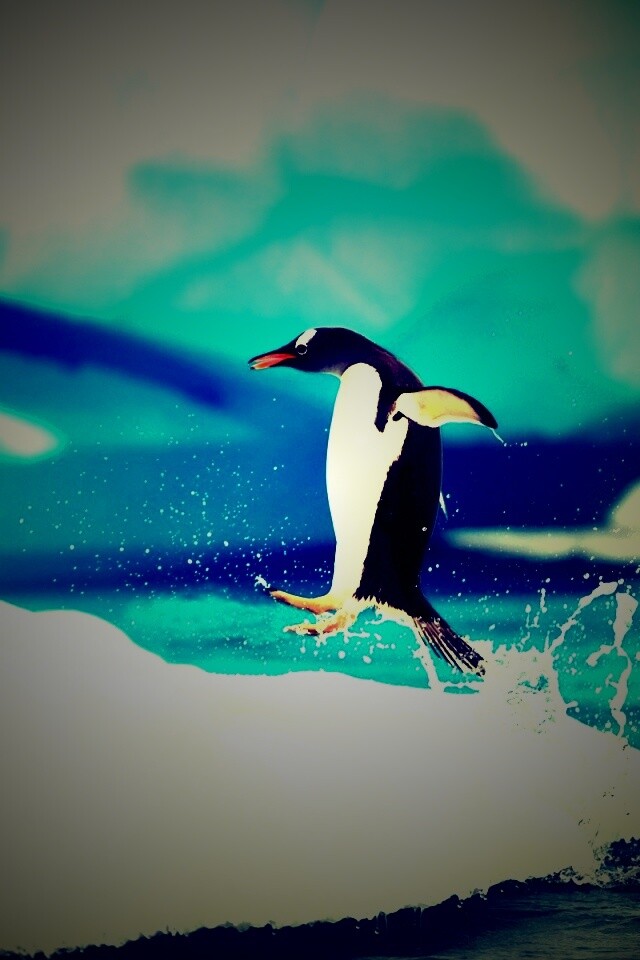 Пигвин запрыгивает на льдину обои