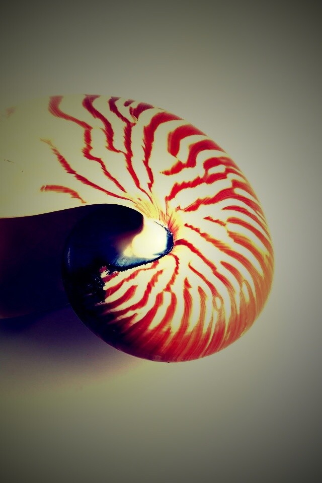 Ракушка в полоску обои