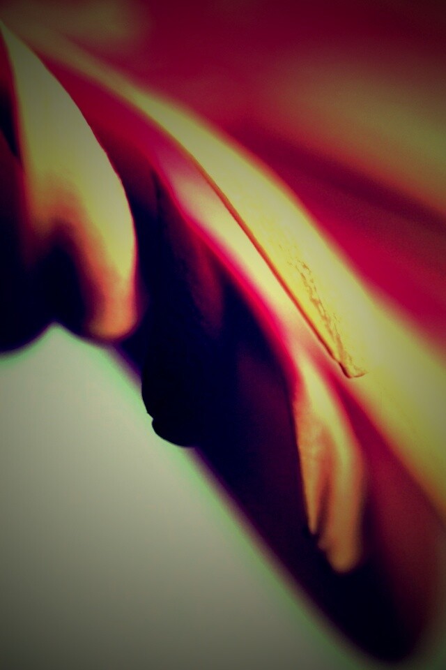 Лепестки цветка в макро обои