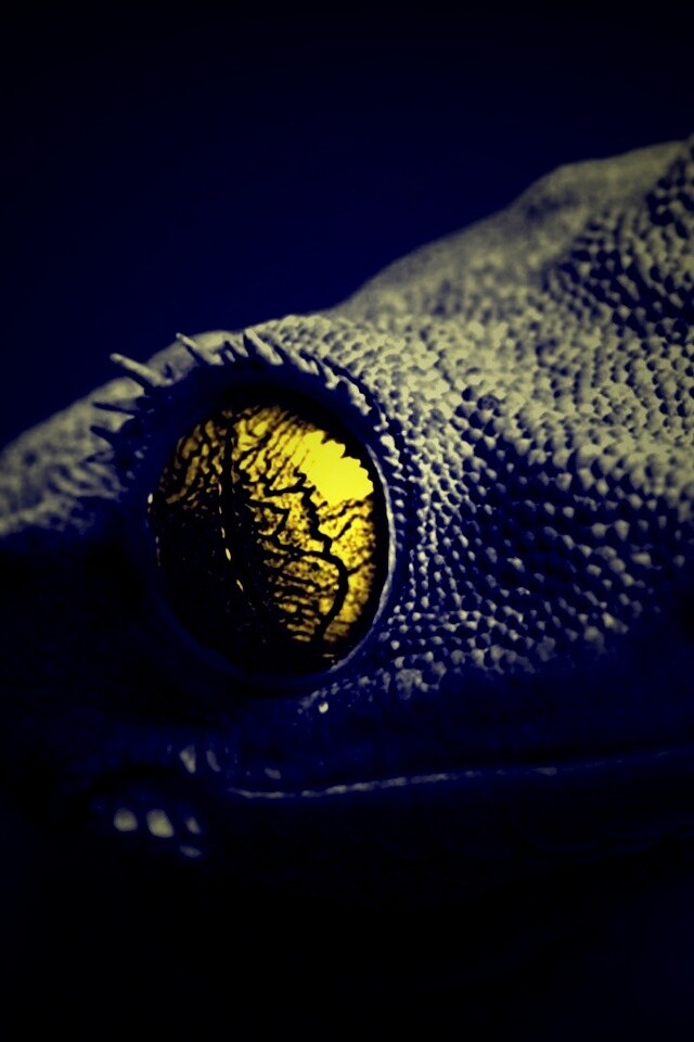 Ящерка обои