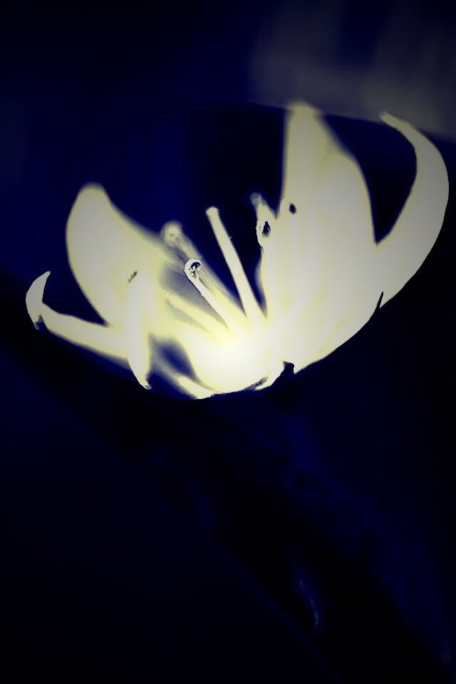 Белый цветок обои