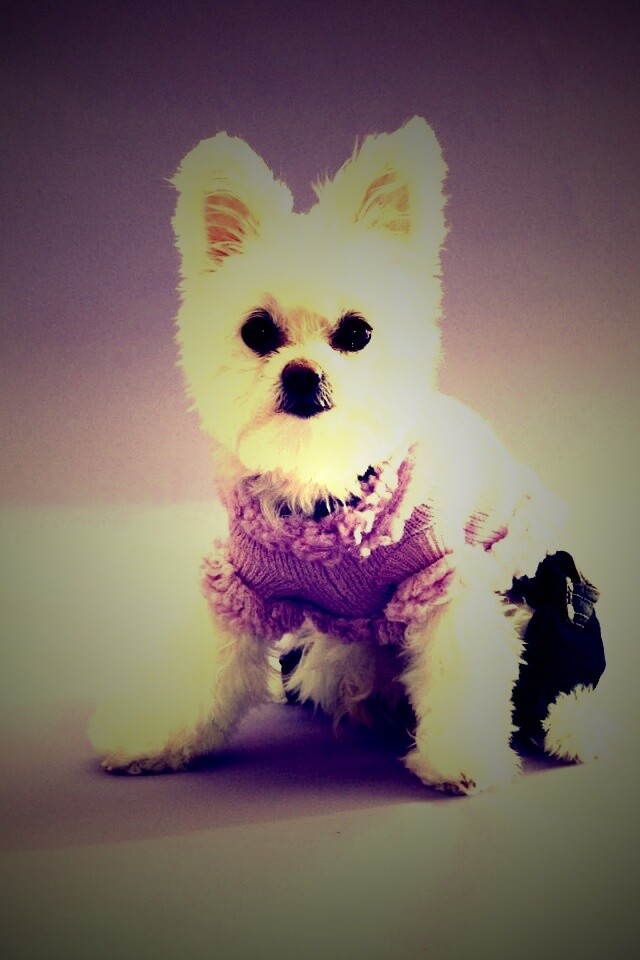 Собачка в свитере обои