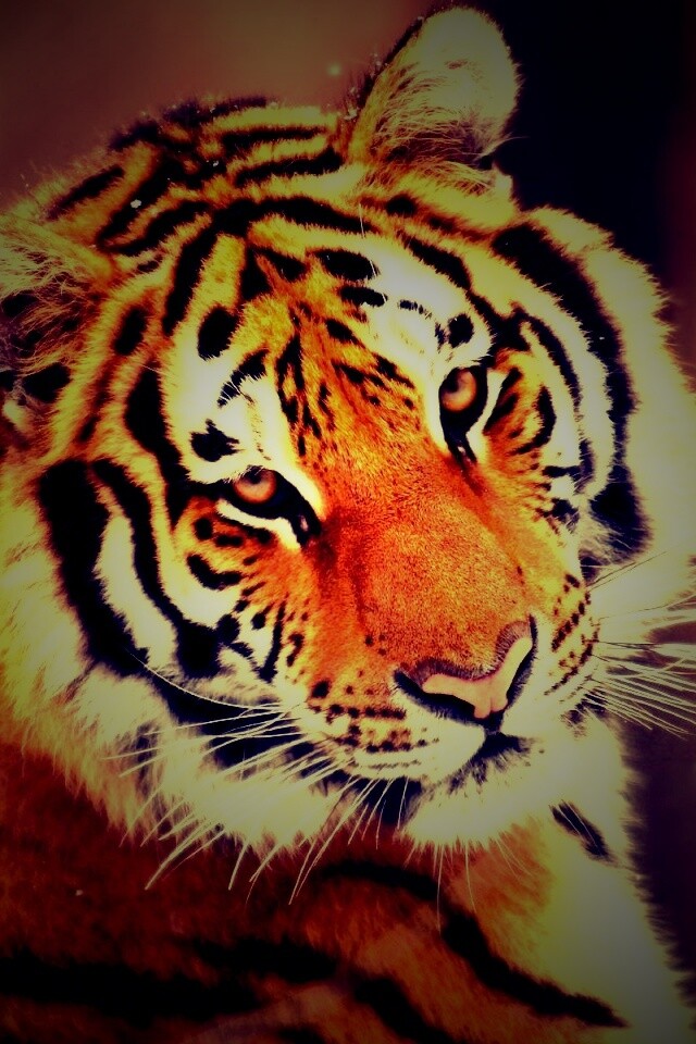 Тигр оборачивается обои
